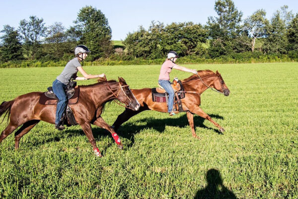 Hailey_Rogacki_Horses