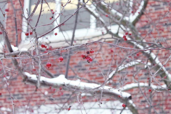 Heavenly_Stuber_Winter-Berries