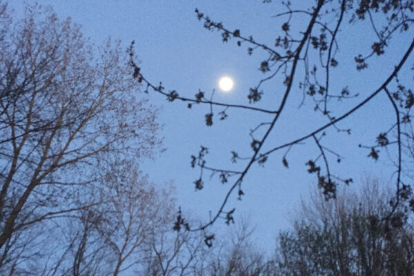 Moonlit-Skies